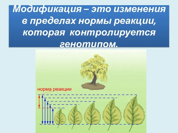 Модификация – это изменения в пределах нормы реакции, которая контролируется генотипом.