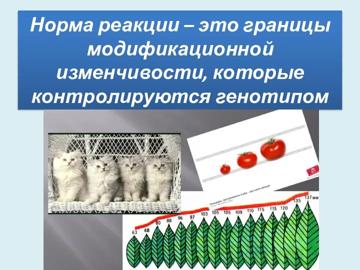 Норма реакции – это границы модификационной изменчивости, которые контролируются генотипом