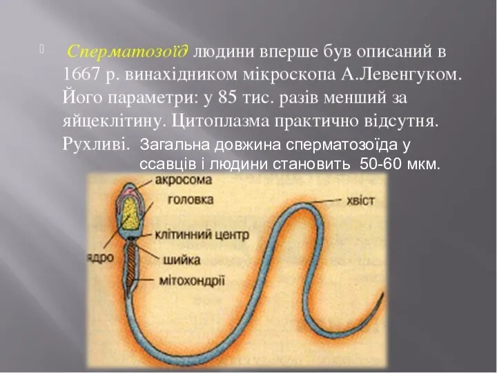 Загальна довжина сперматозоїда у ссавців і людини становить 50-60 мкм. Загальна довжина