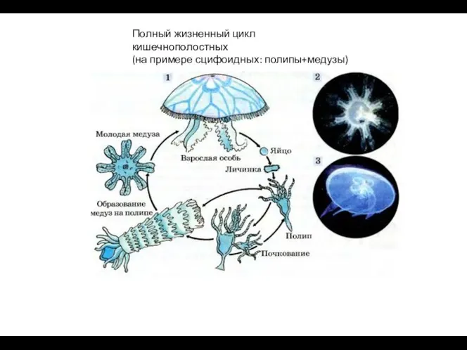 Полный жизненный цикл кишечнополостных (на примере сцифоидных: полипы+медузы)