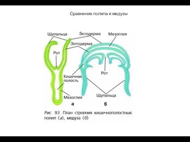 Сравнение полипа и медузы