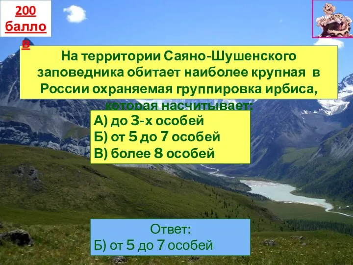 На территории Саяно-Шушенского заповедника обитает наиболее крупная в России охраняемая группировка ирбиса,