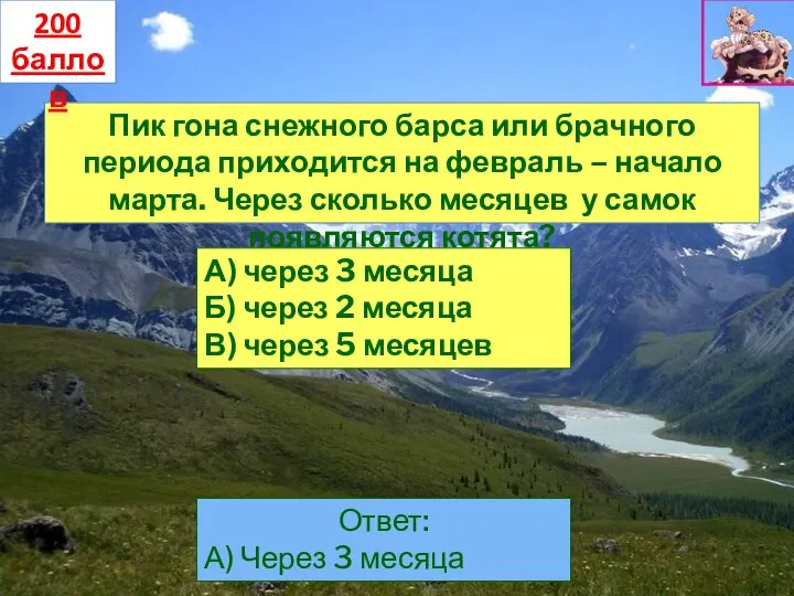 Пик гона снежного барса или брачного периода приходится на февраль – начало