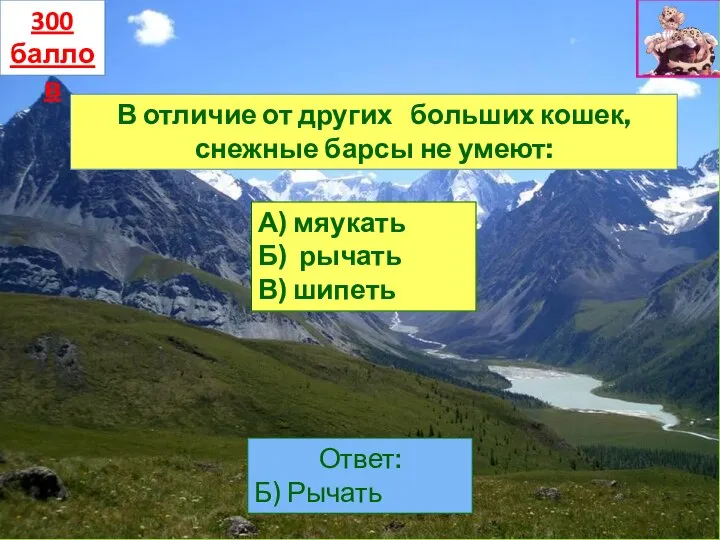 В отличие от других больших кошек, снежные барсы не умеют: А) мяукать