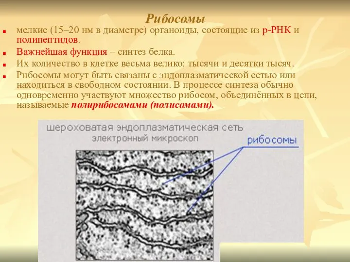 Рибосомы мелкие (15–20 нм в диаметре) органоиды, состоящие из р-РНК и полипептидов.