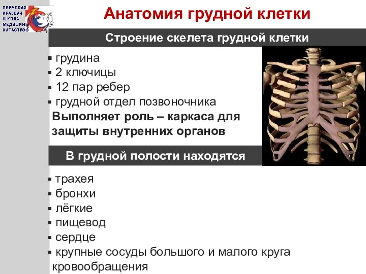 Анатомия грудной клетки Строение скелета грудной клетки грудина 2 ключицы 12 пар