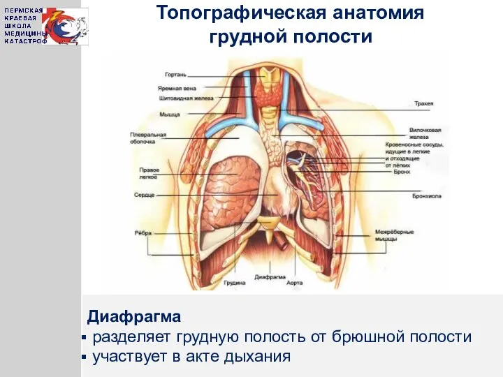 Топографическая анатомия грудной полости Диафрагма разделяет грудную полость от брюшной полости участвует в акте дыхания