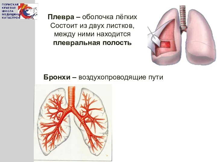 Плевра – оболочка лёгких Состоит из двух листков, между ними находится плевральная