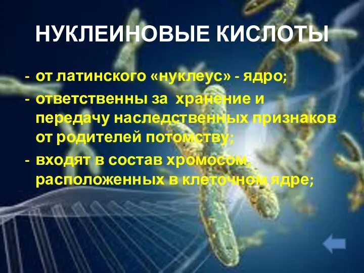 НУКЛЕИНОВЫЕ КИСЛОТЫ от латинского «нуклеус» - ядро; ответственны за хранение и передачу