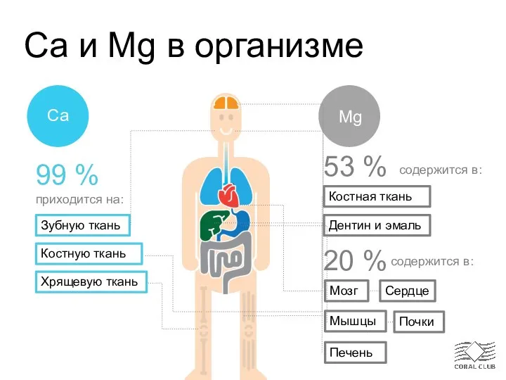 Ca и Mg в организме 99 % Зубную ткань Хрящевую ткань Костную