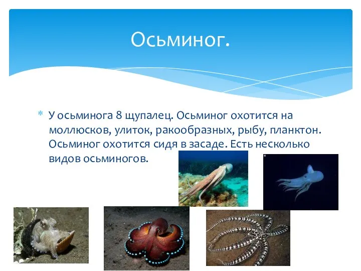 У осьминога 8 щупалец. Осьминог охотится на моллюсков, улиток, ракообразных, рыбу, планктон.