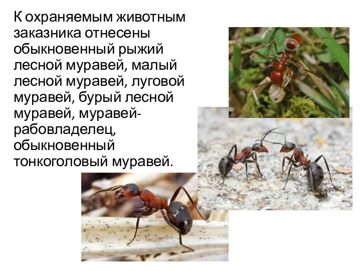 К охраняемым животным заказника отнесены обыкновенный рыжий лесной муравей, малый лесной муравей,