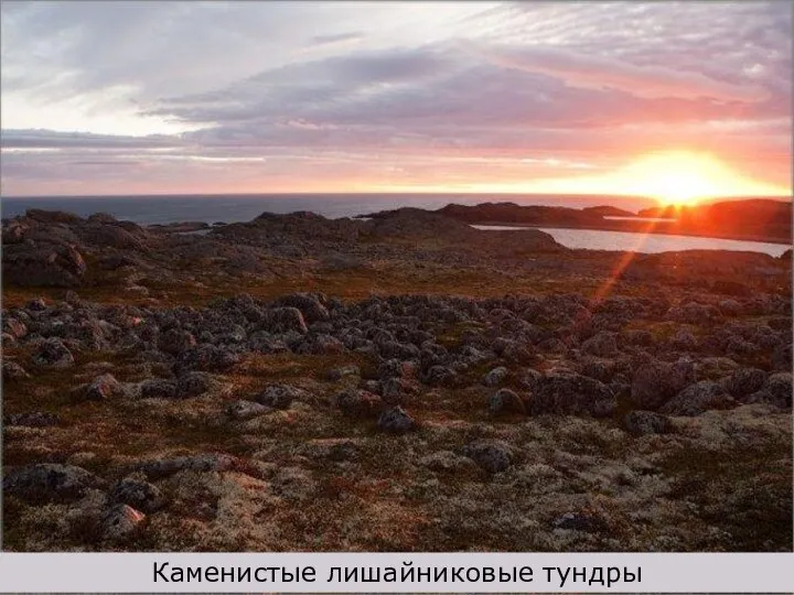 Каменистые лишайниковые тундры