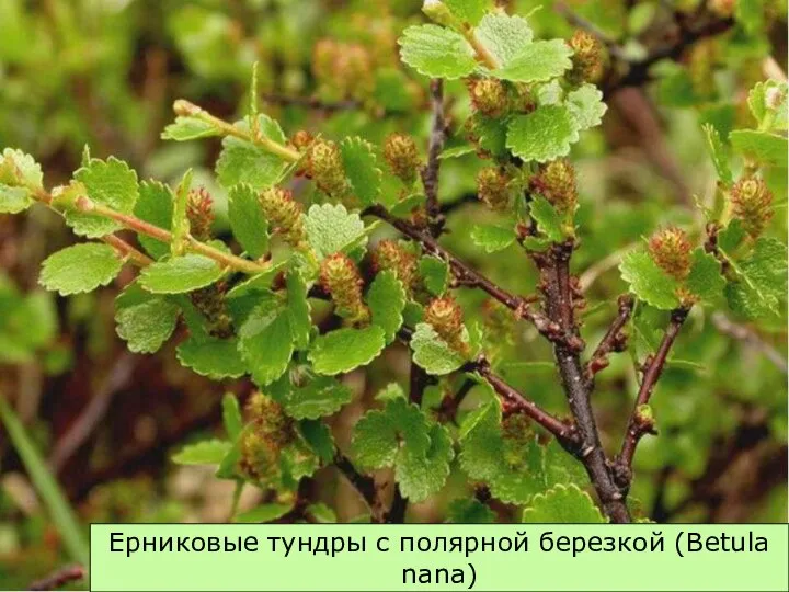 Ерниковые тундры с полярной березкой (Betula nana)