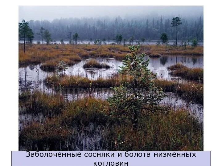 Заболоченные сосняки и болота низменных котловин