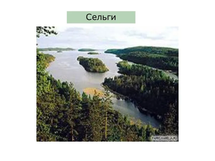 Сельги