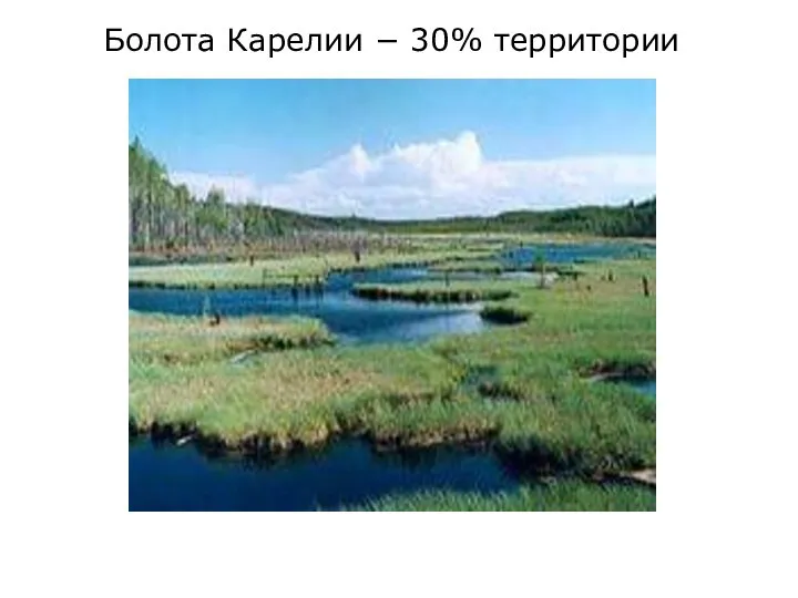 Болота Карелии − 30% территории