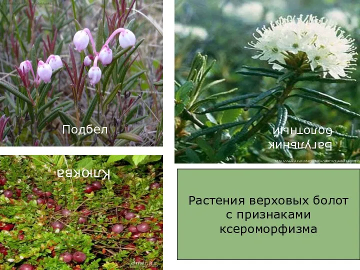Растения верховых болот с признаками ксероморфизма Подбел Клюква Багульник болотный