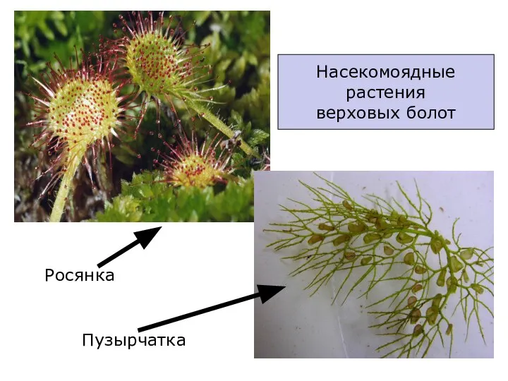 Насекомоядные растения верховых болот Росянка Пузырчатка