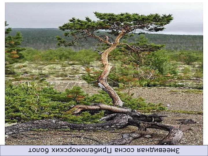 Змеевидная сосна Прибеломорских болот