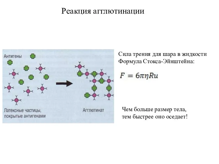 Реакция агглютинации Сила трения для шара в жидкости Формула Стокса-Эйнштейна: Чем больше