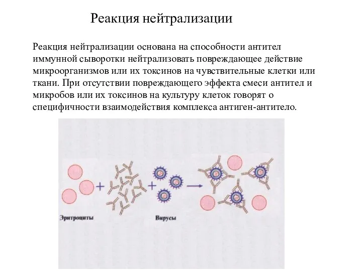 Реакция нейтрализации основана на способности антител иммунной сыворотки нейтрализовать повреждающее действие микроорганизмов