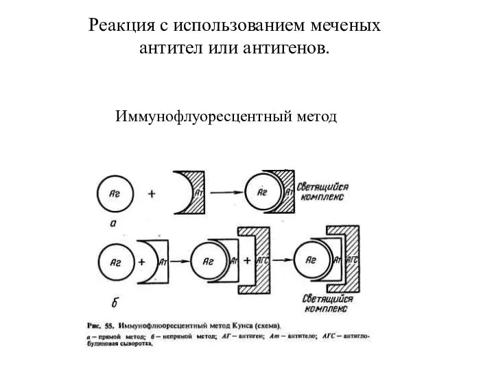 Реакция с использованием меченых антител или антигенов. Иммунофлуоресцентный метод