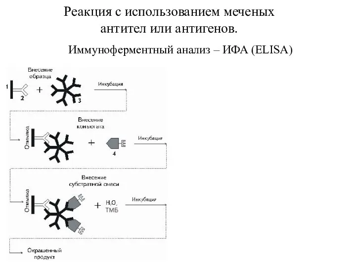 Реакция с использованием меченых антител или антигенов. Иммуноферментный анализ – ИФА (ELISA)