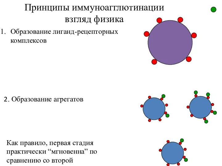 Принципы иммуноагглютинации взгляд физика Образование лиганд-рецепторных комплексов 2. Образование агрегатов Как правило,