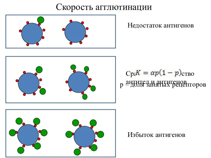 Недостаток антигенов Сравнимое количество антител и антигенов Избыток антигенов Скорость агглютинации