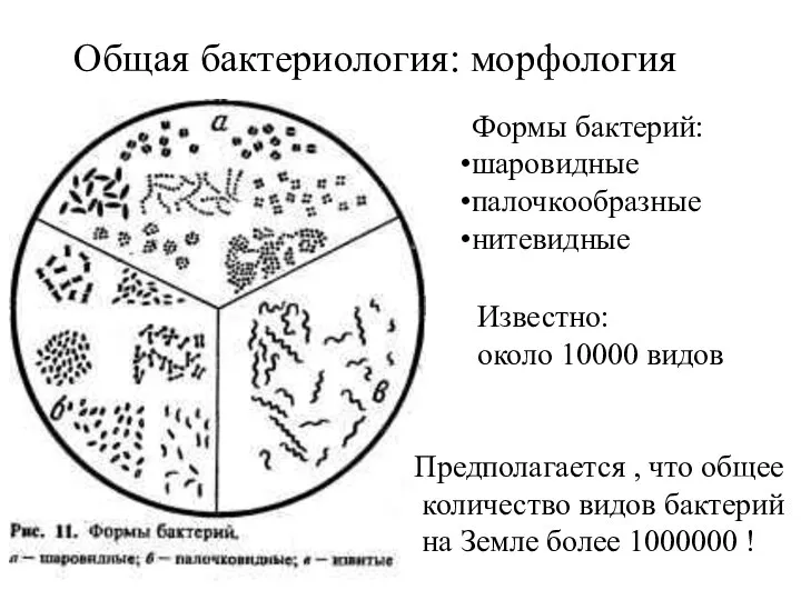 Общая бактериология: морфология Известно: около 10000 видов Предполагается , что общее количество