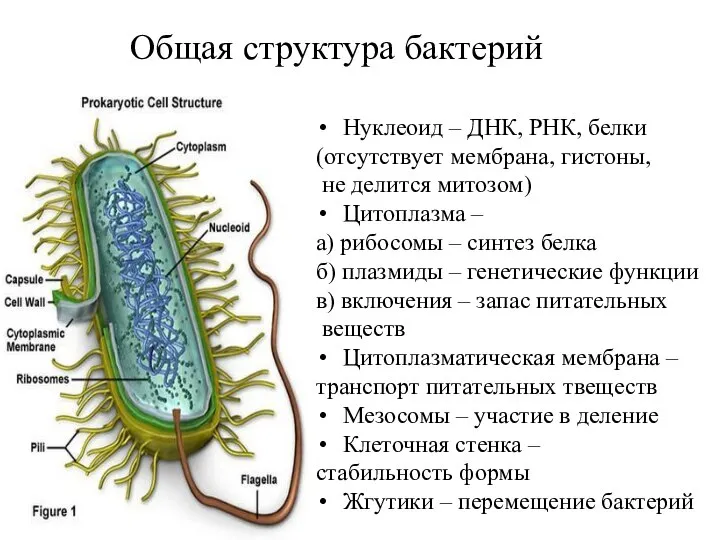 Общая структура бактерий Нуклеоид – ДНК, РНК, белки (отсутствует мембрана, гистоны, не