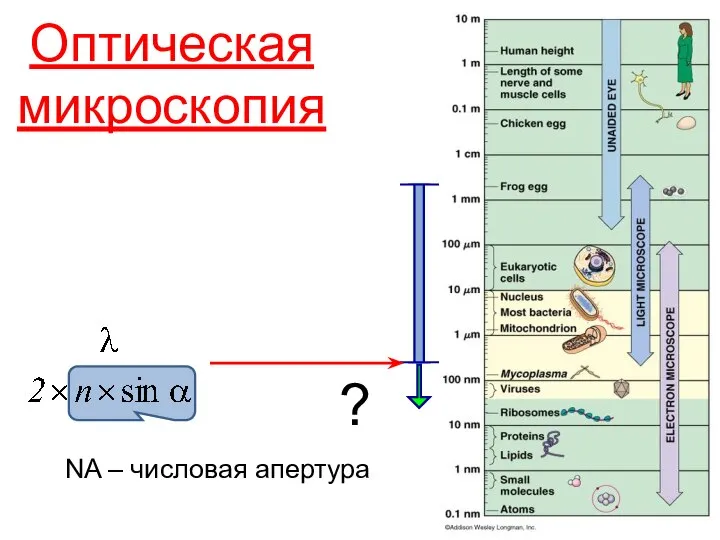 Оптическая микроскопия ? ? NA – числовая апертура