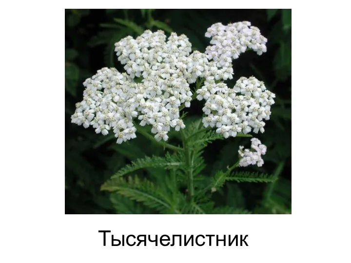 Тысячелистник