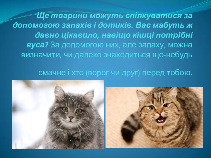 Ще тварини можуть спілкуватися за допомогою запахів і дотиків. Вас мабуть ж