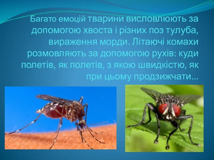 Багато емоцій тварини висловлюють за допомогою хвоста і різних поз тулуба, вираження