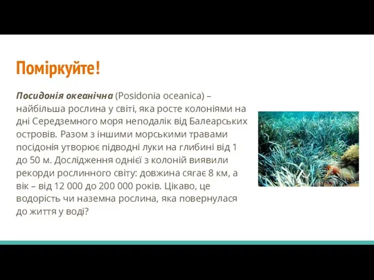 Поміркуйте! Посидонія океанічна (Posidonia oceanica) – найбільша рослина у світі, яка росте