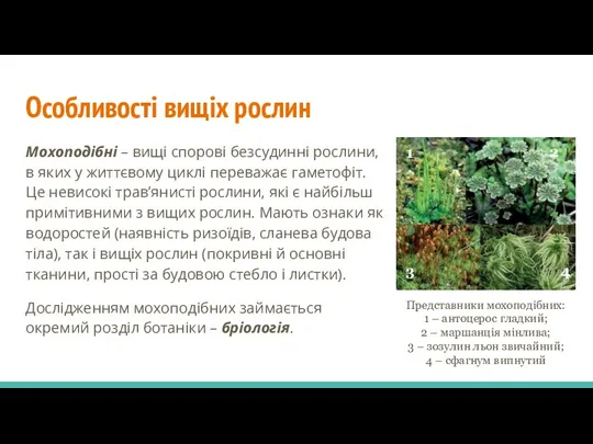 Особливості вищіх рослин Мохоподібні – вищі спорові безсудинні рослини, в яких у