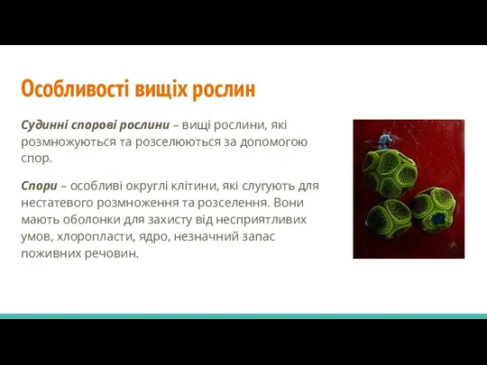 Особливості вищіх рослин Судинні спорові рослини – вищі рослини, які розмножуються та