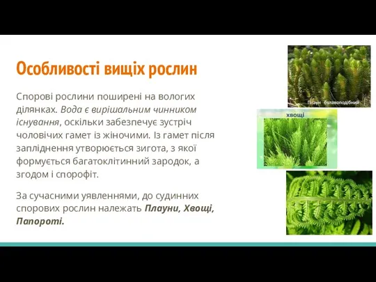 Особливості вищіх рослин Спорові рослини поширені на вологих ділянках. Вода є вирішальним