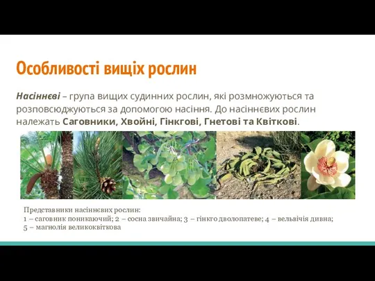 Особливості вищіх рослин Насіннєві – група вищих судинних рослин, які розмножуються та