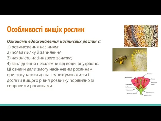 Особливості вищіх рослин Ознаками вдосконалення насіннєвих рослин є: 1) розмноження насінням; 2)