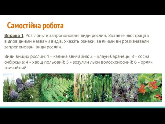 Самостійна робота Вправа 1. Розгляньте запропоновані види рослин. Зіставте ілюстрації з відповідними