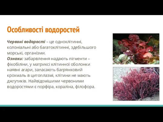 Особливості водоростей Червоні водорості – це одноклітинні, колоніальні або багатоклітинні, здебільшого морські,