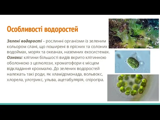 Особливості водоростей Зелені водорості – рослинні організми із зеленим кольором слані, що