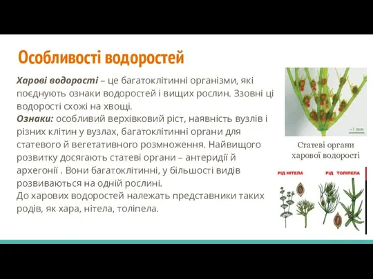 Особливості водоростей Харові водорості – це багатоклітинні організми, які поєднують ознаки водоростей