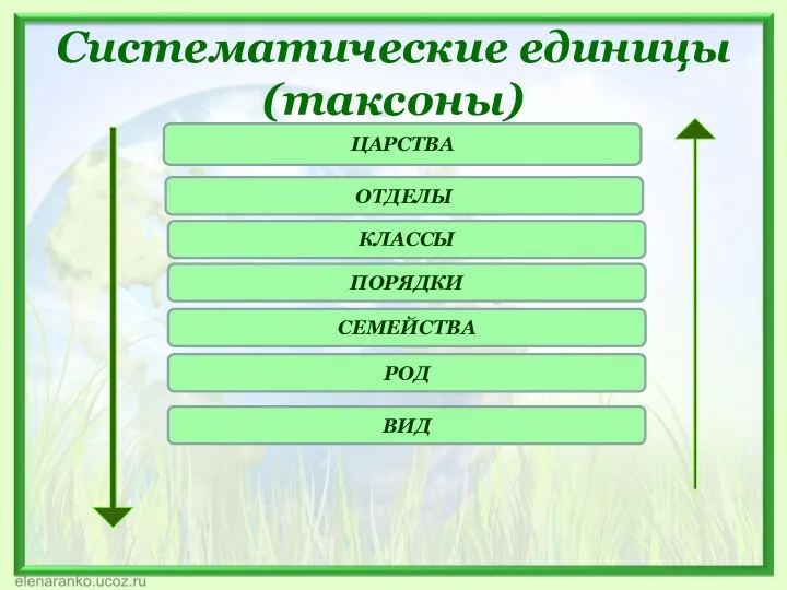 Систематические единицы (таксоны) ЦАРСТВА ОТДЕЛЫ КЛАССЫ ПОРЯДКИ СЕМЕЙСТВА РОД ВИД