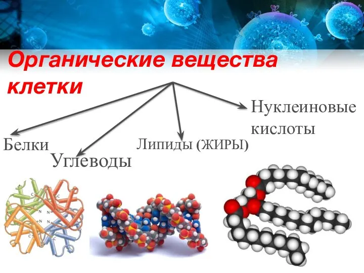 Органические вещества клетки Углеводы Липиды (ЖИРЫ) Белки Нуклеиновые кислоты