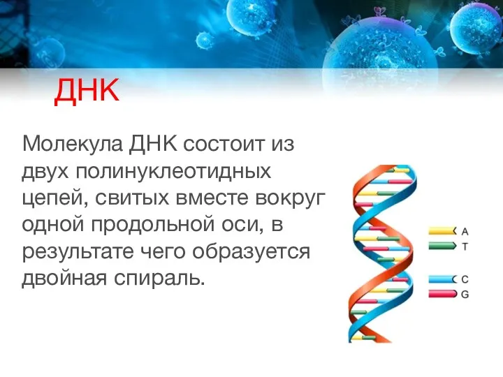 ДНК Молекула ДНК состоит из двух полинуклеотидных цепей, свитых вместе вокруг одной