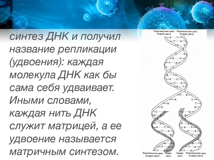 синтез ДНК и получил название репликации (удвоения): каждая молекула ДНК как бы